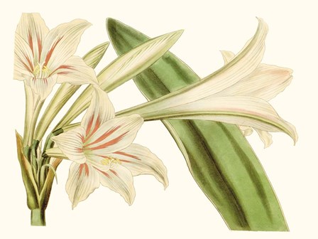 Antique Amaryllis VI by Curtis art print