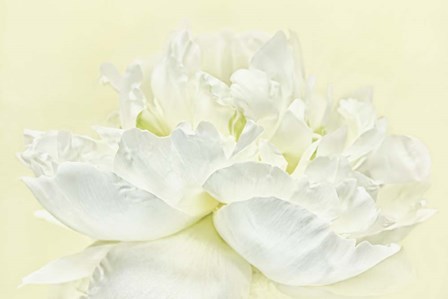 Soft White Peony by Cora Niele art print