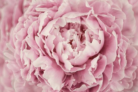 Peony Flower Centre by Cora Niele art print