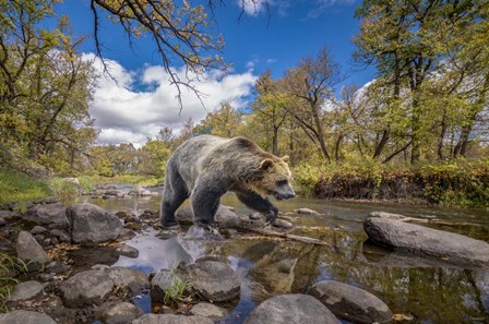 Grizzly Bear Creek by Gordon Semmens art print