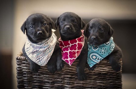 Black Lab Pups 2 by Jonathan Ross art print