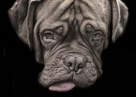 Say What by Lori Hutchison art print