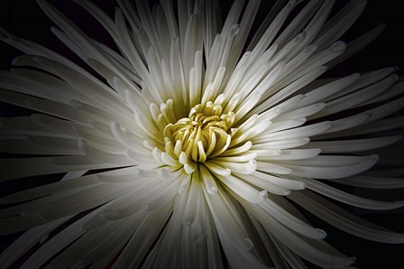 Mum Burst by Lori Hutchison art print