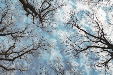 Reaching for the Sky by Martin Podt art print