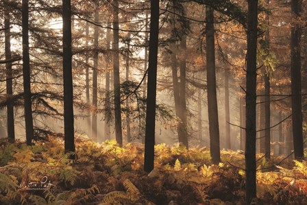 Fern Forest by Martin Podt art print