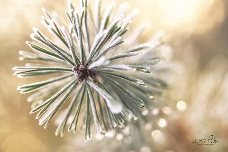 Winter Details by Martin Podt art print