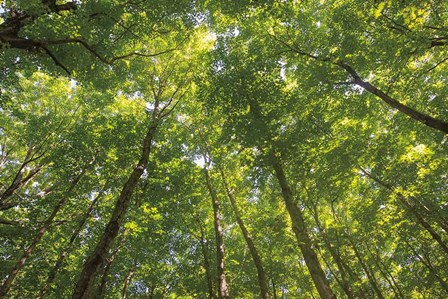 Hardwood Forest Canopy IV by Alan Majchrowicz art print