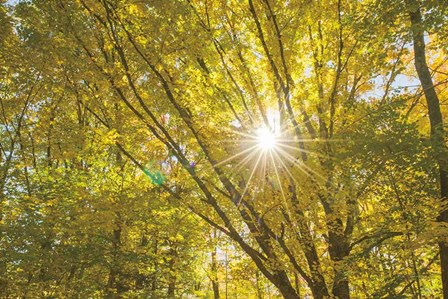 Autumn Foliage Sunburst V by Alan Majchrowicz art print