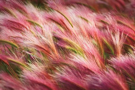 Foxtail Barley II by Alan Majchrowicz art print