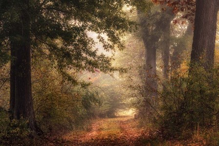 Autumn&#39;s Walk II by Danny Head art print