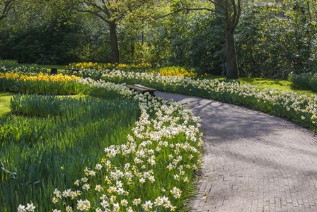Sunlit Path In Daffodil Garden by Anna Miller / Danita Delimont art print