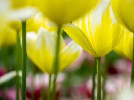 Tulip Close-Ups 4, Lisse, Netherlands by Terry Eggers / Danita Delimont art print