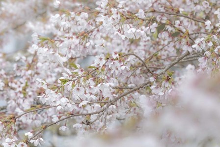 Cherry Tree Blossoms, Seabeck, Washington State by Jaynes Gallery / Danita Delimont art print