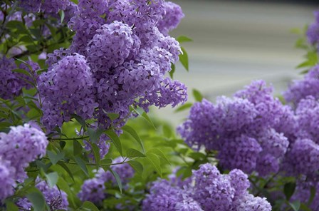 Lilacs In Bloom, Salzburg, Austria by Lisa S. Engelbrecht / Danita Delimont art print