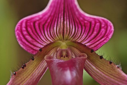 Ladyslipper Orchid, Orchidaceae Spp by Adam Jones / Danita Delimont art print