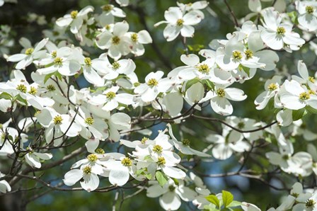 Dogwood Tree, Arnold Arboretum, Boston by Jim Engelbrecht / Danita Delimont art print