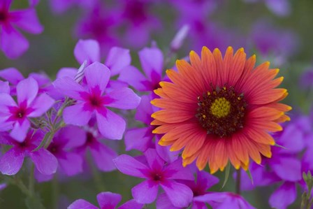 Phlox And Indian Blanket Near Devine Texas by Darrell Gulin / Danita Delimont art print