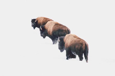 Yellowstone Trio by Annie Bailey Art art print