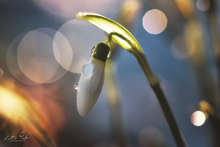 Snowdrops IV by Martin Podt art print