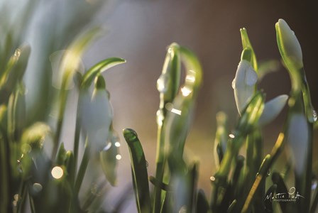 Snowdrops II by Martin Podt art print