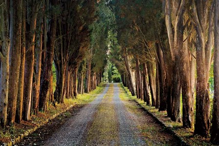 Tree Tunnel by Michael Cahill art print