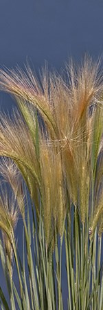 Cheat - Grass by Larry McFerrin art print