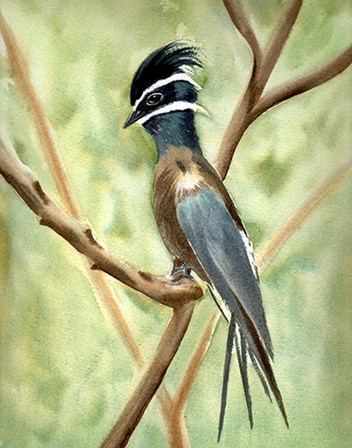 Bird on Branch by Olga Shefranov art print