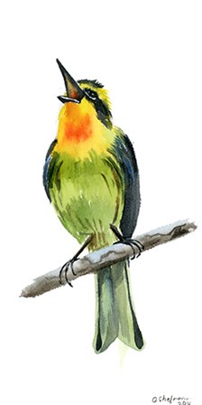 Tropical Bird IV by Olga Shefranov art print