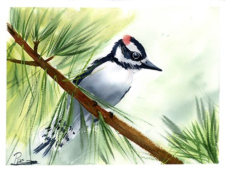 Woodpecker II by Olga Shefranov art print