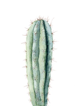 Cactus IV by Olga Shefranov art print