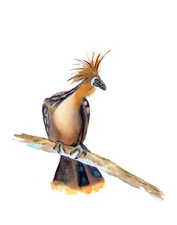 Perched Bird II by Olga Shefranov art print