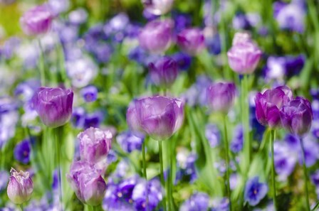 Tulips At Claude Monet House And Gardens, Giverny, France by Russ Bishop / DanitaDelimont art print