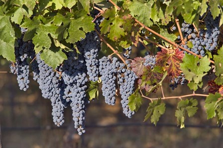 Close Up Of Cabernet Sauvignon Grapes In The Haras De Pirque Vineyard, Chile, South America by Janis Miglavs / Danita Delimont art print