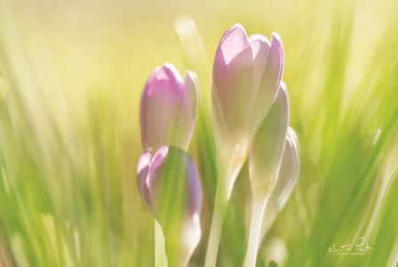 Soft Crocus by Martin Podt art print