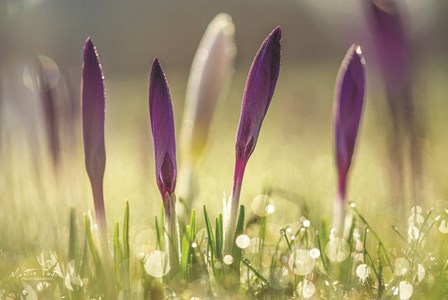 Four in a Row by Martin Podt art print