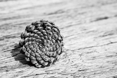 Pinecone by Aledanda art print