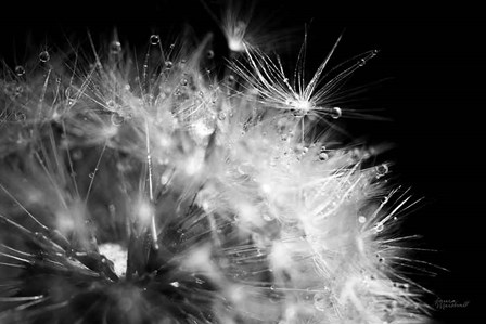 Dandelion Dewdrops I by Laura Marshall art print