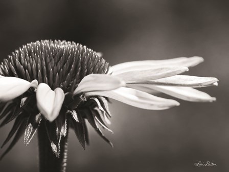 Coneflower by Lori Deiter art print