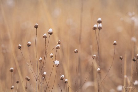 Snow Capped Wildflowers by Lori Deiter art print