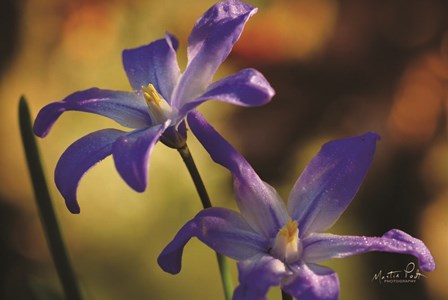 Chionodoxa II by Martin Podt art print