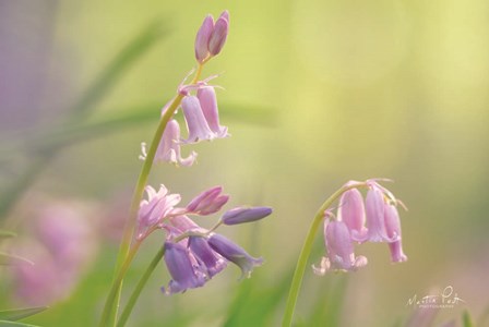 Bluebell I by Martin Podt art print