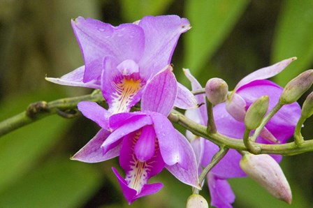 Wild Orchid, Cloud Forest, Upper Madre De Dios River, Peru by Howie Garber / Danita Delimont art print