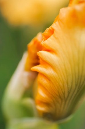 Peach Bearded Iris 1 by Anna Miller / Danita Delimont art print