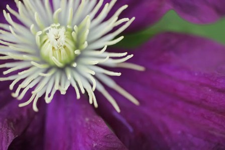 Purple Clematis Bloom by Anna Miller / Danita Delimont art print