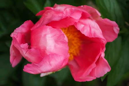 Pink Peony Bloom 2 by Anna Miller / Danita Delimont art print