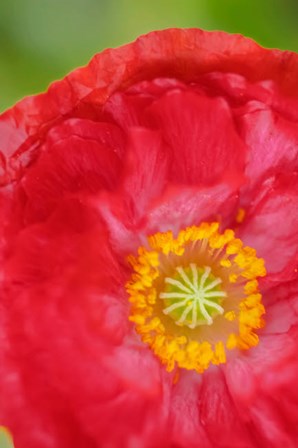 Red Poppy Flower by Anna Miller / Danita Delimont art print