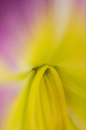 Pink Daylily 2 by Anna Miller / Danita Delimont art print