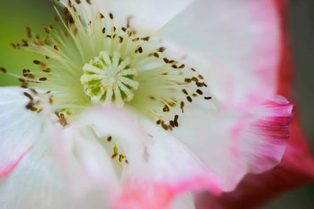 Garden Poppy 1 by Anna Miller / Danita Delimont art print