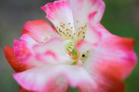 Garden Poppy 2 by Anna Miller / Danita Delimont art print