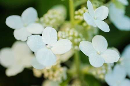 Hydrangea Bloom 2 by Anna Miller / Danita Delimont art print